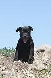 STAFFIE 043
